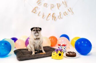 Momo the Pug Turns 15! – P.L.A.Y.