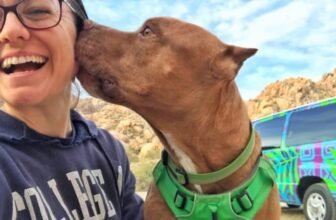 Renting An Adventure Van With Pets