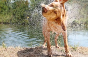 Don’t Miss Dog Friendly Fiesta Island In San...