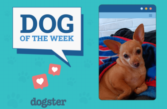 Dogster Photo Contest: Dogs of the Week Winners (D...