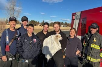 Pair Of “Mischievous Dogs” Get Rescued...