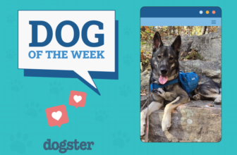 Dogster Photo Contest: Dogs of the Week Winners (D...