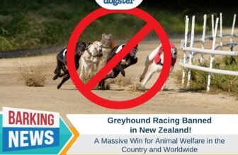 Greyhound Racing Banned in New Zealand
