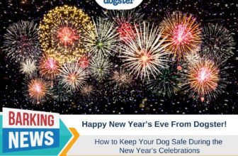 Happy New Year’s Eve From Dogster