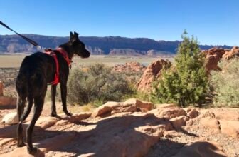 Hiking With Dogs – 7 Essentials For Desert T...