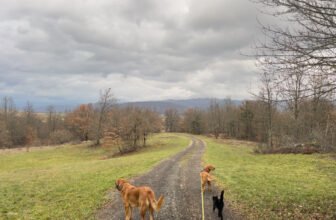 How Lava & Hela Treat the Kitties – Dogster