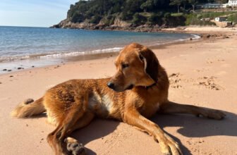 Lava’s Visit to Jersey – Dogster