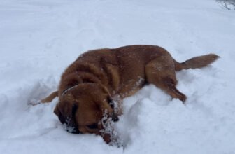 Lava’s Plans for 2025 – Dogster