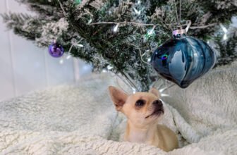 Dr. Karyn’s Dogs Enjoy Turkey & Stuffin...