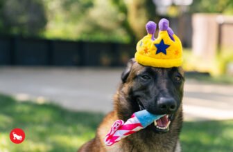 Top Pet-Friendly Ideas to Celebrate New Year’s E...