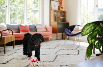 First Dog? 5 tips to follow and mistakes to avoid ...