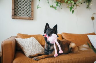 How to Make Your Pet Look Their Best in Photos –...