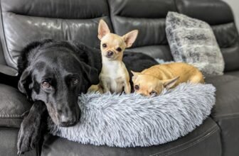 Dr. Karyn’s 5 Favorite Posts – Dogster