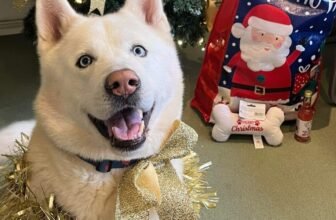 Shelter Dog Gets The Best Christmas Gift — A For...
