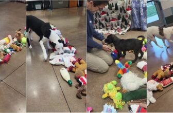 Animal Shelter Lets Its Shelter Dogs Pick Out Thei...