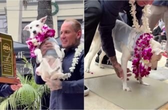 Surfing Dog Gets Inducted Into Surfer’s Hall Of ...