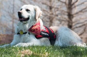 First Therapy Dog To Work At A Police Station In I...