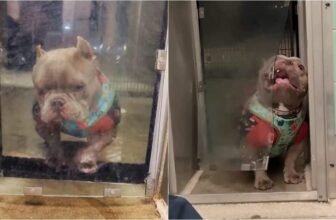 Shelter Dog Who Has ‘Feud’ With His Do...