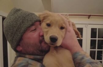 Missing Dog Turns Up Close To Home And Reunites Wi...