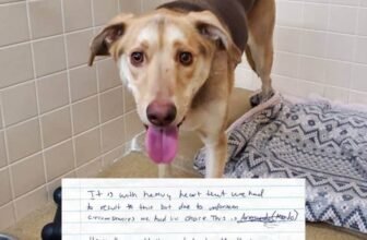 Dog Left In An Animal Shelter’s Parking Lot ...