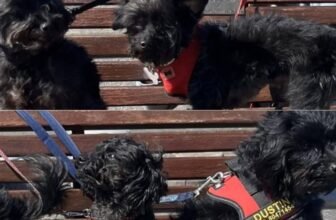 Dog Owner Banned From Keeping Animals For 20 Years...