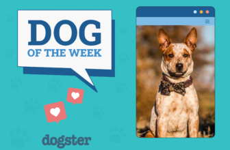 Dogster Photo Contest: Dogs of the Week Winners (J...