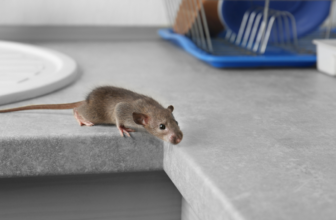 How to Clean Up After You Spot Mice, Roaches, and ...