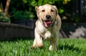 7 Ways To Make An Eco-Friendly Dog Routine In 2025