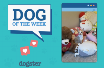Dogster Photo Contest: Dogs of the Week Winners (J...