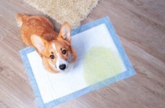 10 Common Dog Potty Training Issues (Vet-Verified)...