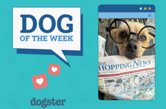 Dogster Photo Contest: Dogs of the Week Winners (D...