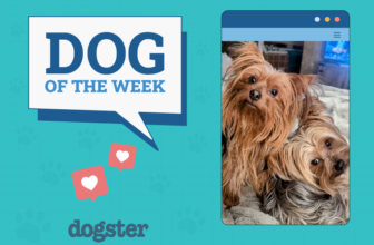 Dogster Photo Contest: Dogs of the Week Winners (J...
