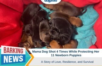 Mama Dog Shot 4 Times While Protecting Her Newborn...
