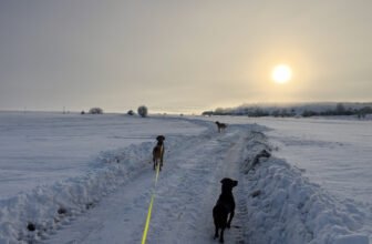 How Two Became Three – Dogster