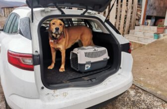 Lava’s Off-Key Musicals – Dogster