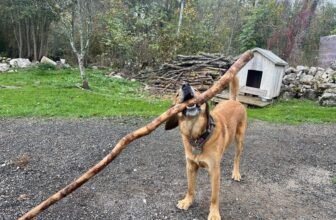 The Deal Behind Lava’s Obsession – Dogster