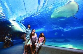 Events increase value of Maui Ocean Center members...