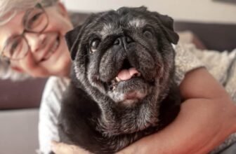 Longevity Drugs For Dogs Could Also Work For Human...