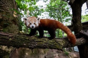 Buffalo Zoo Welcomes New Red Panda!