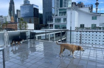 An Unexpected Adventure With Rosa & Mac – D...