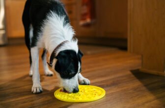 The Ultimate Treat Dispenser for Promoting Healthy...