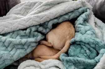 What Is It With Chihuahuas and Burrowing? Dr. Kary...