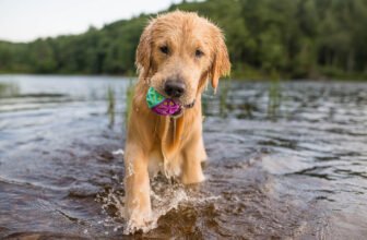 How to Keep Your Dog Cool and Safe This Summer –...