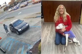 Abandoned Dog Who Almost Got Hit By Oncoming Traff...