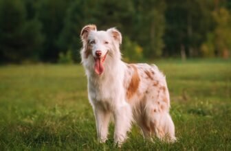 Understanding Your Dog’s Body (Vet Answer) – D...