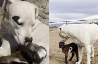 Watch The Heartwarming Moment A Deaf Dog Adopts An...