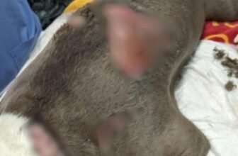 Couple Banned From Owning Pets After Leaving A Dog...