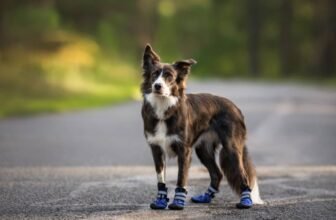 Reviews & Top Picks – Dogster
