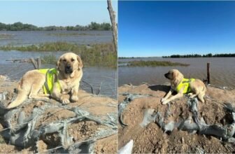 A Monument Is Being Built In Honor Of Pshon, The H...