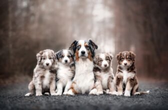 Do Mother Dogs Miss Their Puppies? Our Vet Explain...